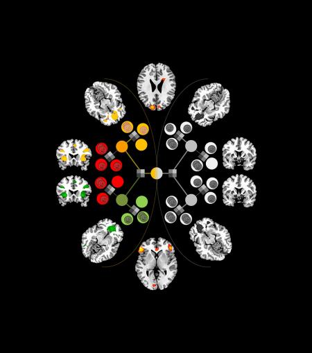Computational modeling and fMRI show the roles of brain regions in behavioral control