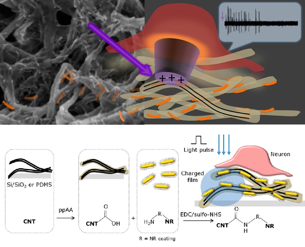 Carbon nanotube artificial retina restores light sensitivity