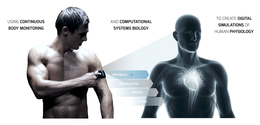 Physiological and mathematical models simulate body systems