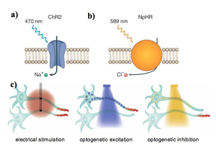 Gold nanoparticles enable optogenetics with out genetic manipulation
