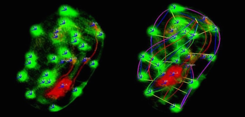 Toward embryo brain activity tracking