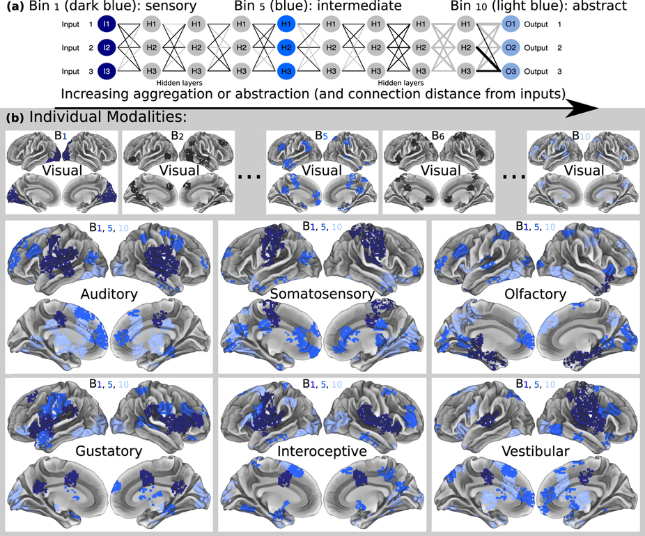 Brain architecture linked to consciousness, abstract thought