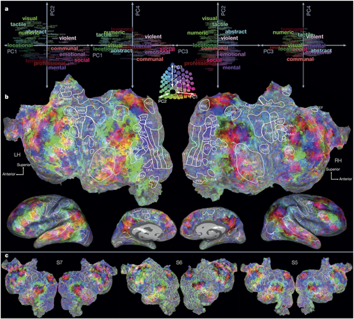 Semantic brain atlas created with fMRI