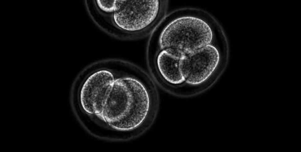 Embryo stem cells created from skin cells