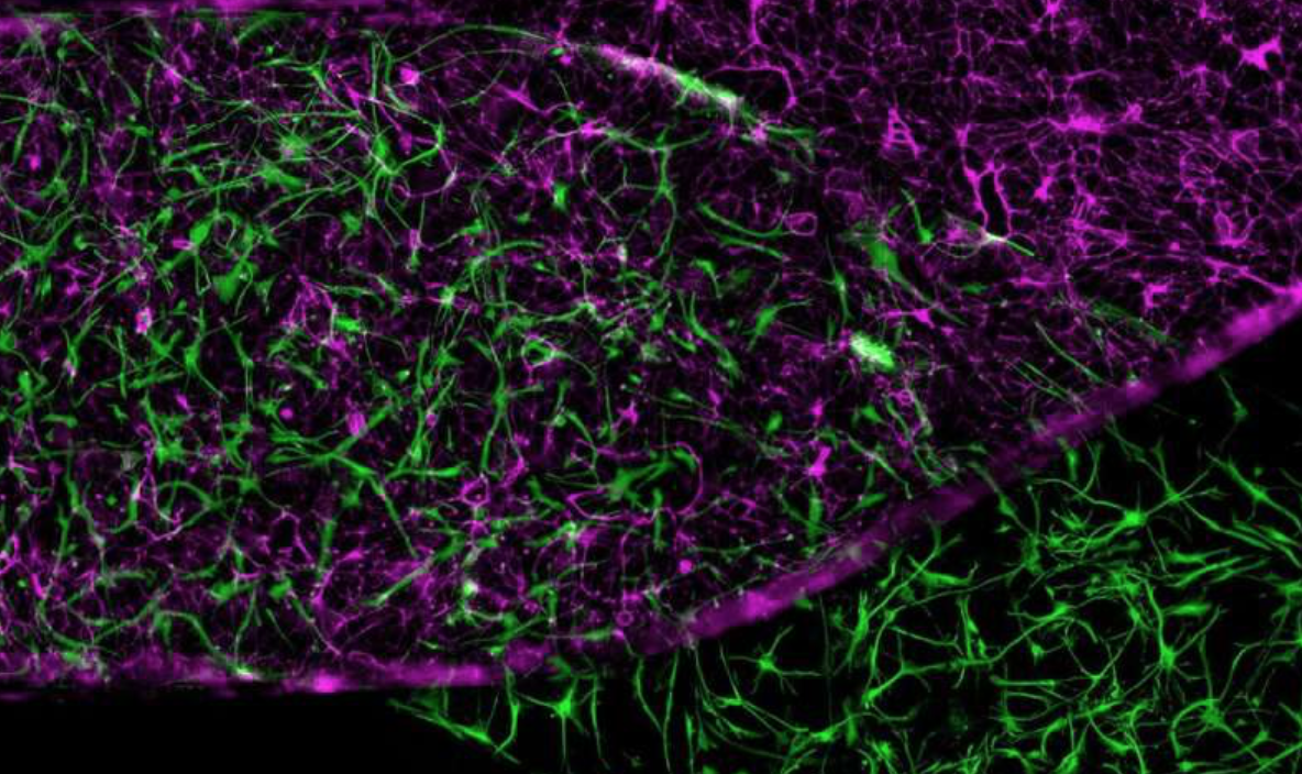 Blood-brain-barrier recreated inside organ chip with pluripotent stem cells