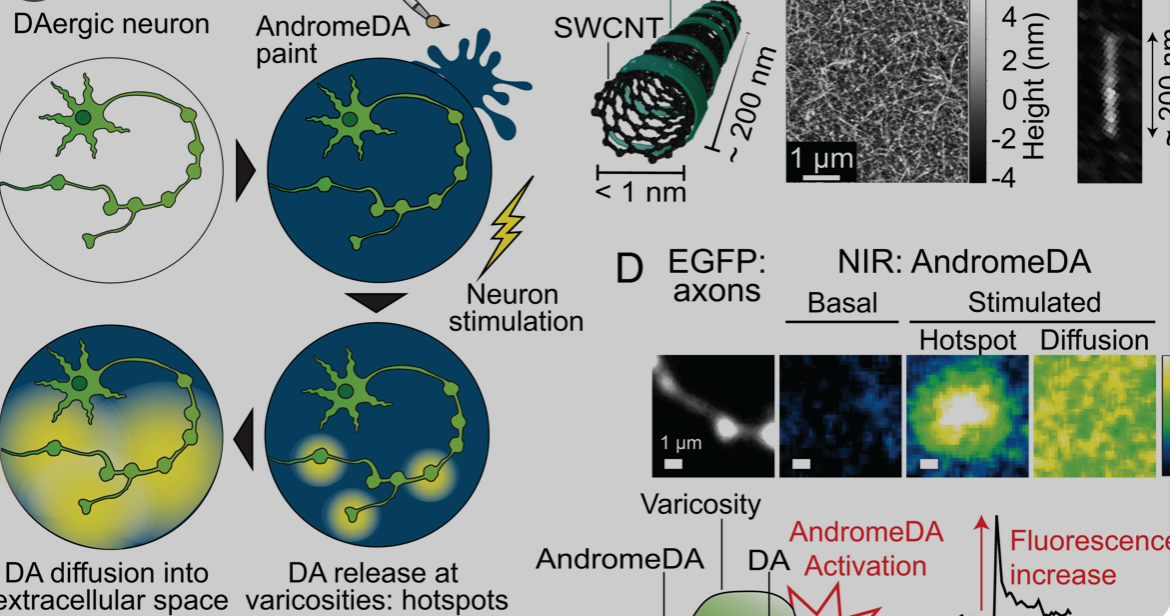 Carbon nanotube sensor precisely measures dopamine